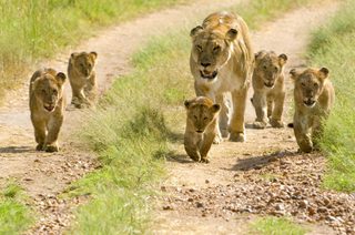 Lions In The Masai Mara