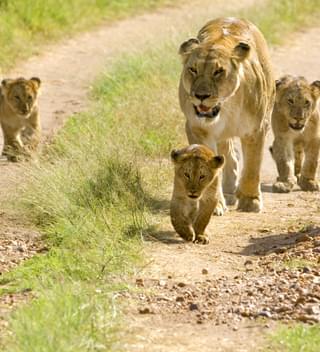 Lions In The Masai Mara