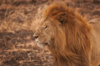 Lions In The Serengeti Tanzania
