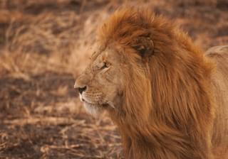 Lions In The Serengeti Tanzania