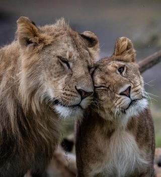 Lions In The Conservancy Lions In The Conservancy