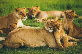 Lions Masai Mara Kenya