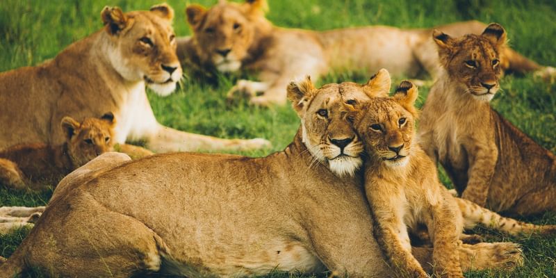 Lions Masai Mara Kenya Lions Masai Mara Kenya