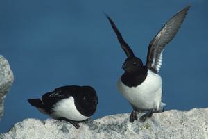 Little Auk couple Spitsbergen Arctic Polar Rinie van Meurs Oceanwide Expeditions