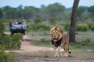 Little Bush Lion Little Bush Lion