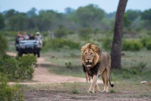 Little Bush Lion