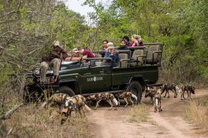 Little Bush Wild Dog