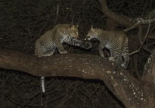 Little Chem Chem Playful Leopard Cubs