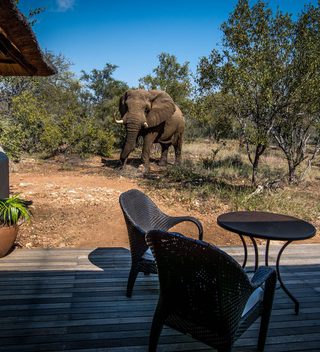 Little  Garonga  Elephant In  Camp