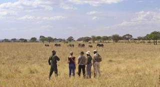 Little Oliver S Elephants Little Oliver S Elephants