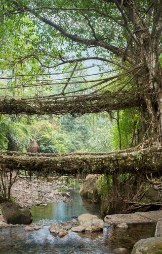 A Living Root Bridge