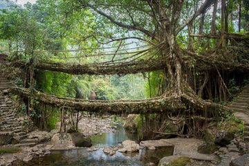 A Living Root Bridge A Living Root Bridge
