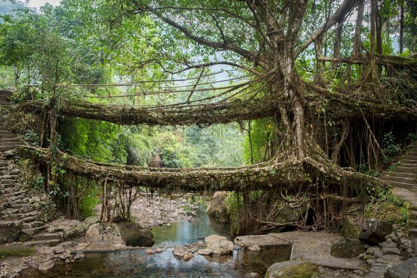 A Living Root Bridge A Living Root Bridge