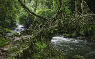 Living Root Bridge In Meghalaya