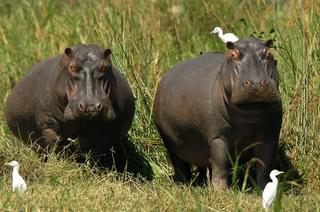 Liwonde National Park Hippos