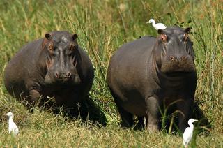 Liwonde National Park Hippos Liwonde National Park Hippos