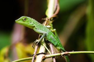 Lizard Jalan Mulu NP Sarawak Borneo min Lizard Jalan Mulu NP Sarawak Borneo min