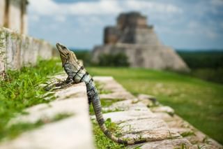 Lizard chichen itza Yucatan Mexico Lizard chichen itza Yucatan Mexico