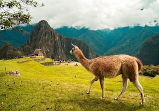 Llama Machu Picchu Peru min