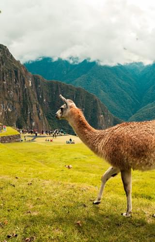 Llama Machu Picchu Peru min