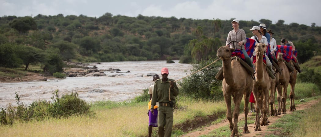 Loisaba tented camp camels