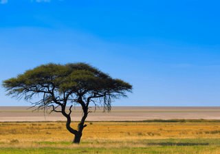 Lone acacia tree in savanah Namibia Canva Pro Lone acacia tree in savanah Namibia Canva Pro