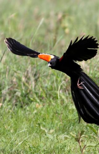 Long Tailed Widow Bird Lake Nakuru