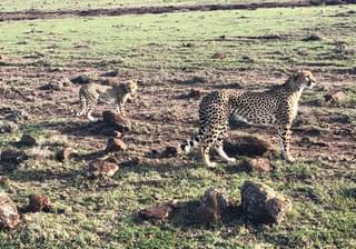Louise Cheetah Cub Masai Mara Kenya