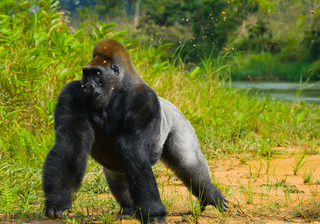 Lowland gorillas in the wild Republic of the Congo Canva Pro Lowland gorillas in the wild Republic of the Congo Canva Pro