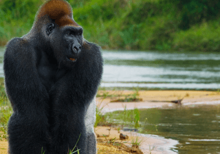 Lowland gorillas in the wild Republic of the Congo Canva Pro Lowland gorillas in the wild Republic of the Congo Canva Pro