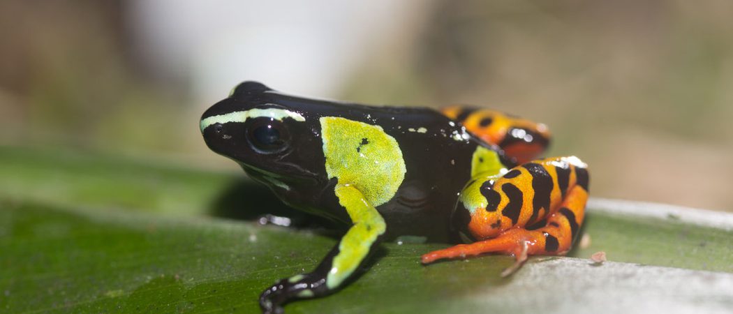 Mada Mantella Kanto