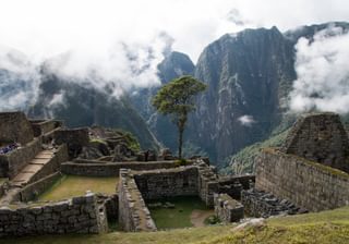 Ma Pi tree Ma Pi tree