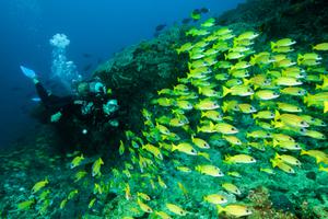 Machangulo  Diving  Fun