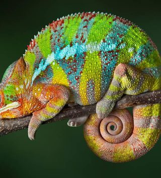 Madagascar Chameleon Madagascar Chameleon