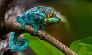 Madagascar Chameloens Madagascar Chameloens