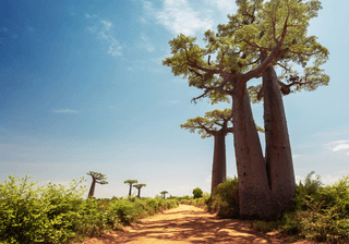 Madagascar Baobab trees Canva Pro Madagascar Baobab trees Canva Pro