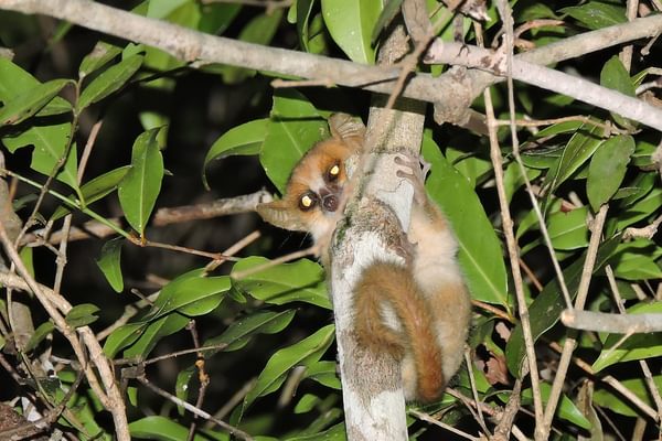 Madame Berthes Mouse Lemur Fc Casuario Kirindy Madame Berthes Mouse Lemur Fc Casuario Kirindy