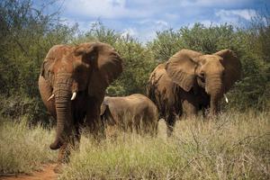 Madikwe Safari Lodge Game Drive