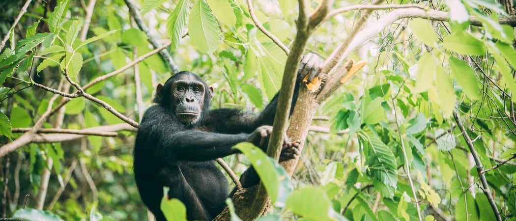 Mahale mountains chimps