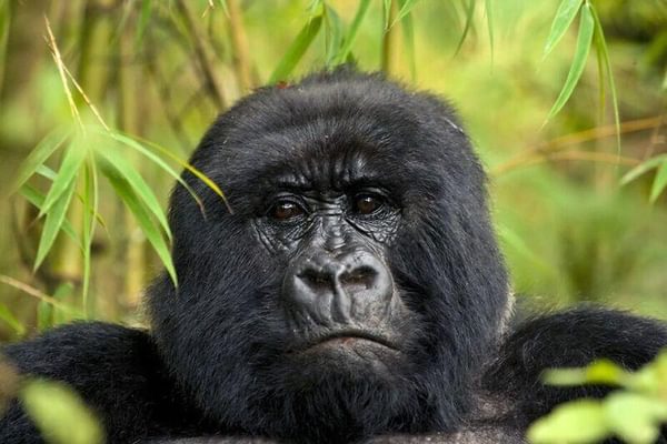Mahogany Springs Gorilla Mahogany Springs Gorilla