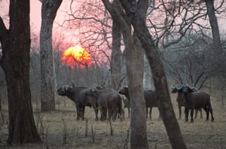 Majete Buffalo Majete Buffalo