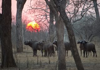Majete Buffalo Majete Buffalo