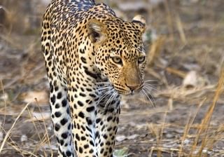 Majete Leopard Majete Leopard