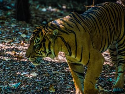 Malayan Tiger Malayan Tiger