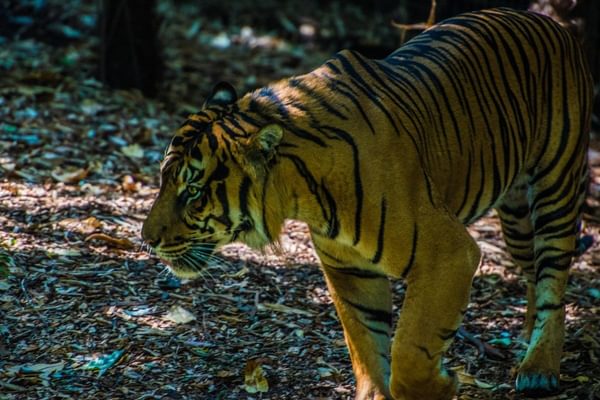 Malayan Tiger Malayan Tiger
