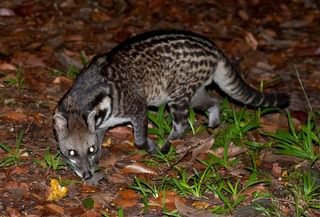 Malayan civet Borneo Malayan civet Borneo