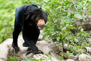 Malaysian Sun Bear Malaysian Sun Bear