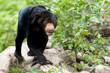 Malaysian Sun Bear Malaysian Sun Bear