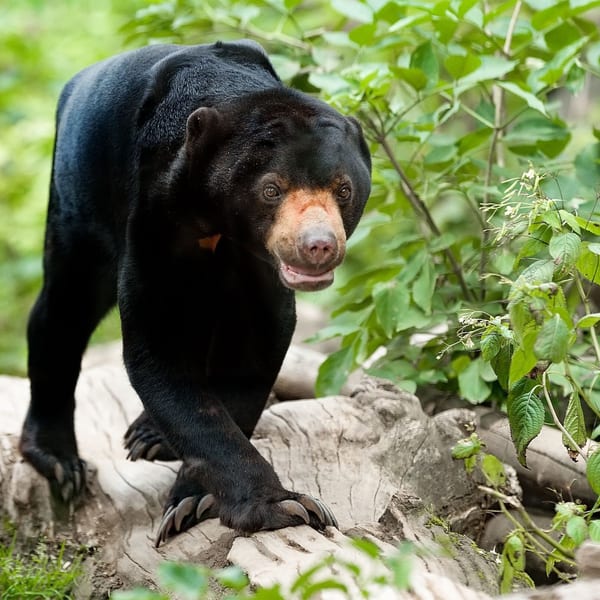 Malaysian Sun Bear
