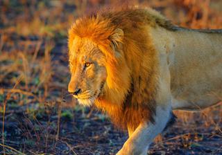 Male Lion Kruger National Park South Africa